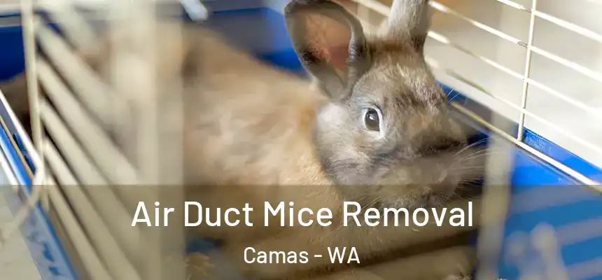 Air Duct Mice Removal Camas - WA